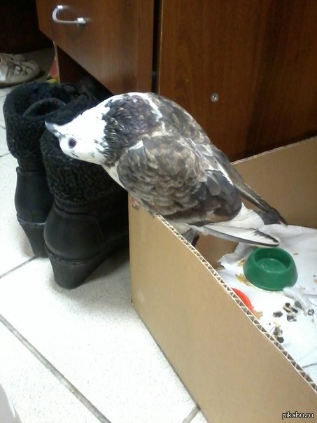 ����� �����������  ���� ����� ����� ������ � ��������.