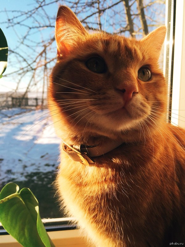 Mister Red - My, cat, Redheads