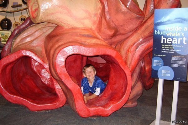The heart of a blue whale is so huge that a person can swim through its arteries. - Blue whale, Heart, Informative, Anatomy