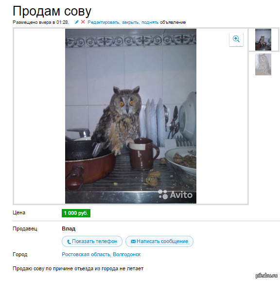 Продажная сова