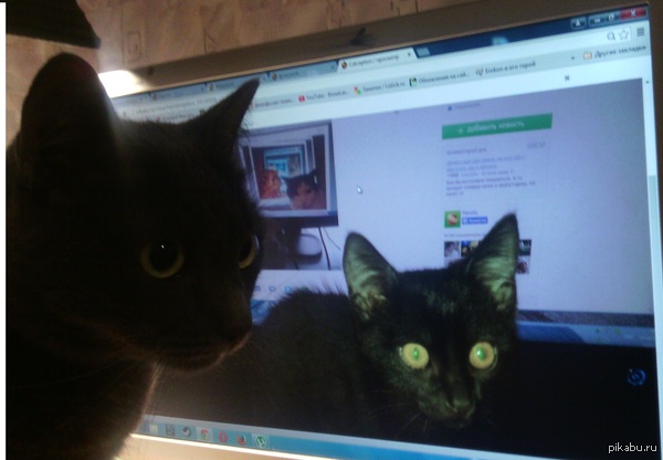        <a href="http://pikabu.ru/story/catception_3418008">http://pikabu.ru/story/_3418008</a>