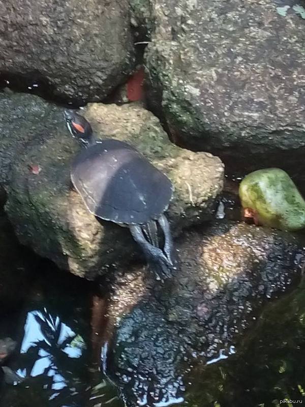 просто черепашка отдыхает