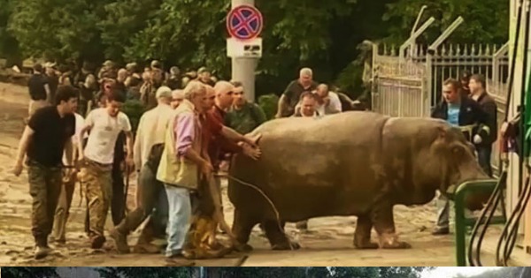 Гиппопотам бежит. Сбежавший бегемот. Сбежавший бегемот. Бегемот в тбилисском зоопарке. Гиппопотам бежит.