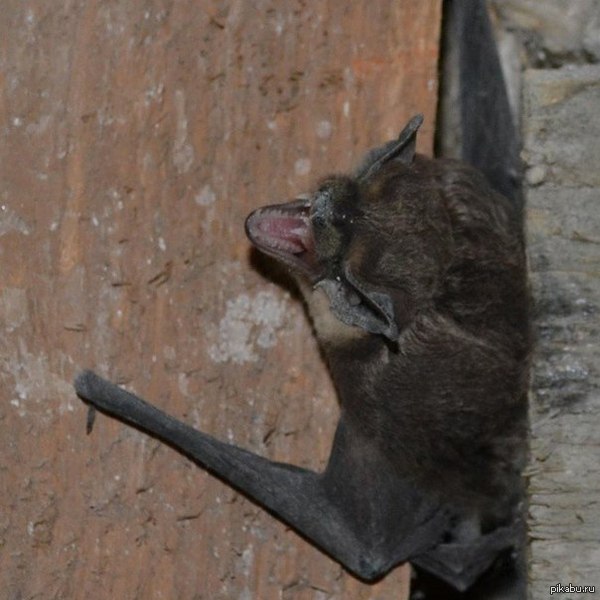 У нас на радио новый питомец