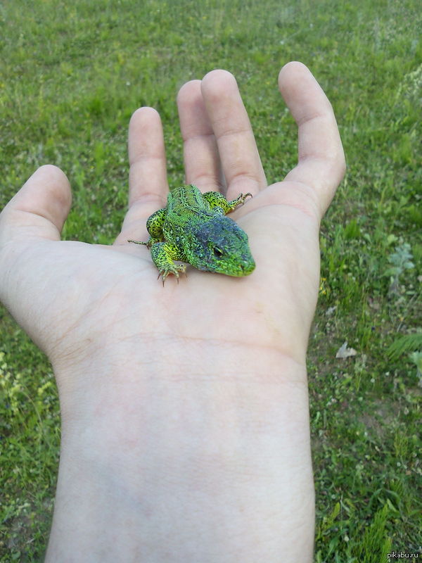 Мини крокодильчик:)