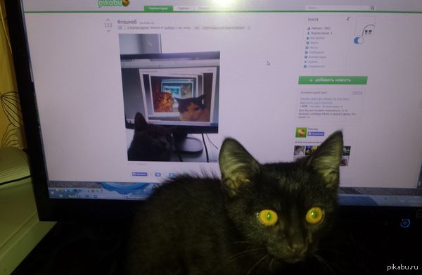 Catception   <a href="http://pikabu.ru/story/flyeshmob_3417739">http://pikabu.ru/story/_3417739</a>