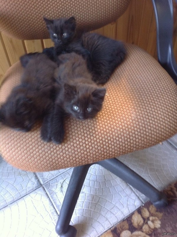 Киев, кому шоколадку?