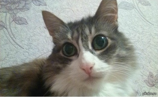 ������� ����