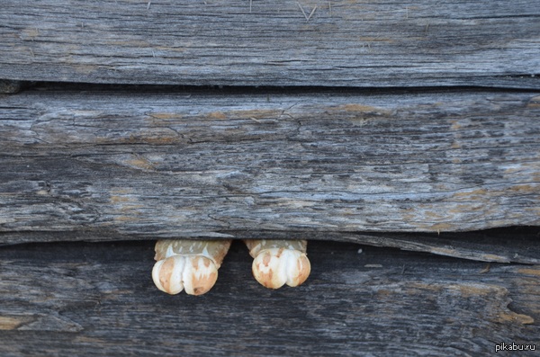 ����� ��� ����������.