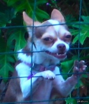 Пойман опасный преступник | Пикабу