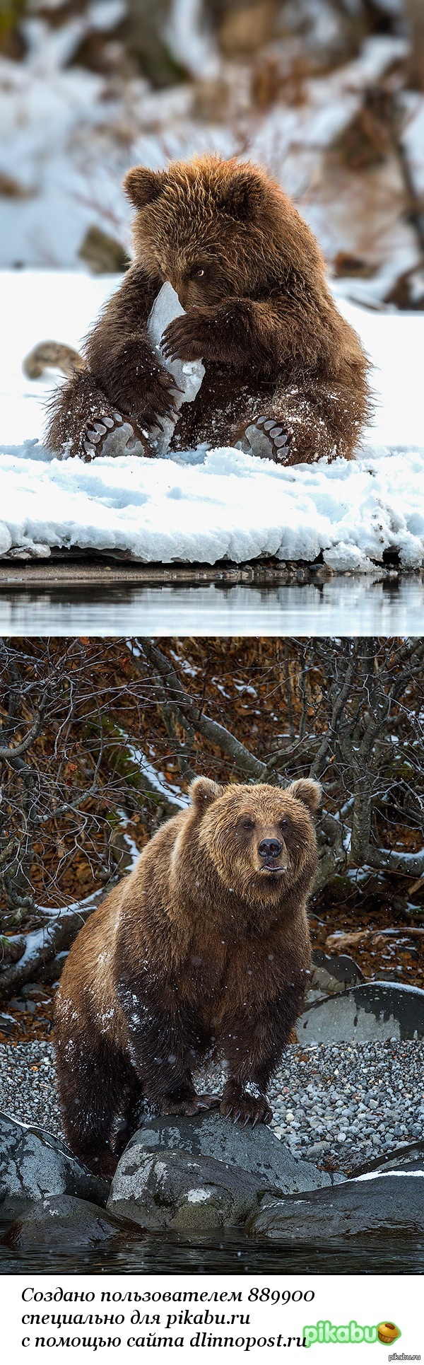 Когда напроказничал и мамка ищет, жалеешь, что ты не маленький белый медвежонок =)