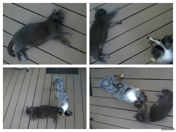 Наши животные.