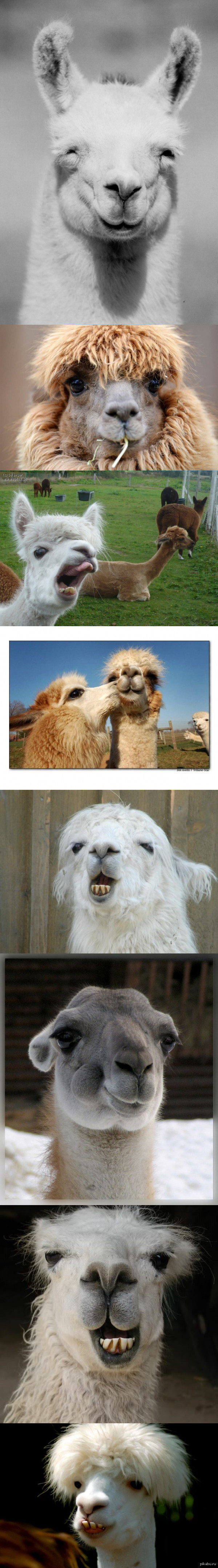 просто прикольные фото лам