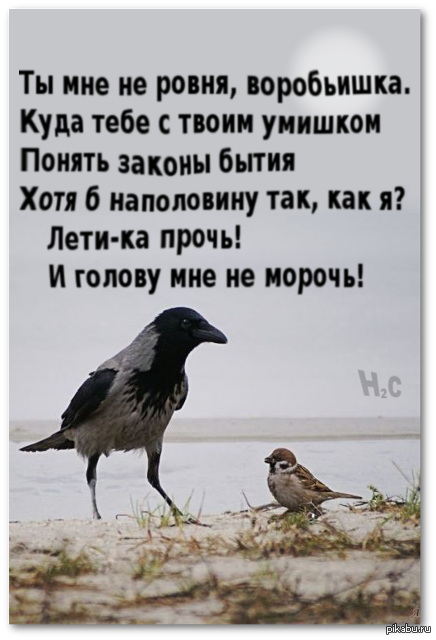 Анекдот про воробья. Стих про ворону. Стихи про ворону и воробья. Стихи о вороне.