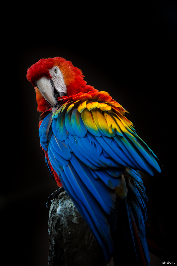 Красный ара