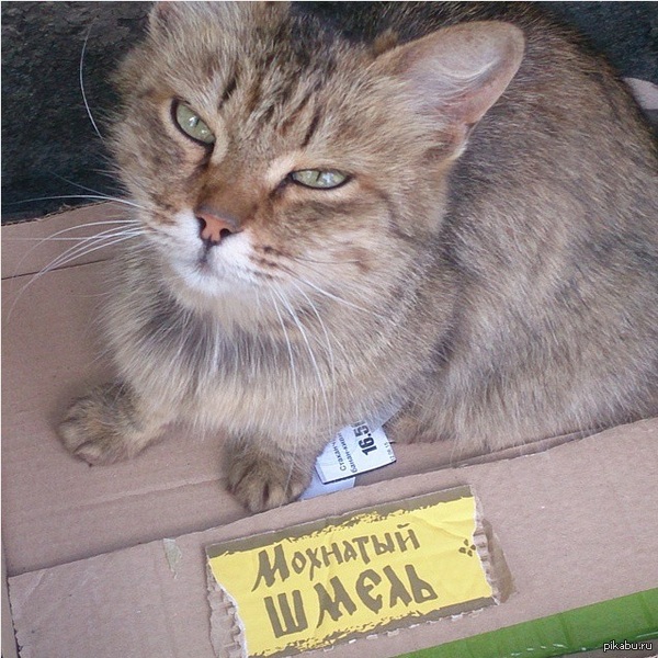 спецагент под прикрытием