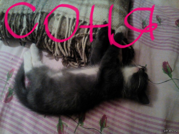 Koteee - My, cat, Dream, Cat-Sleeper, Favorite