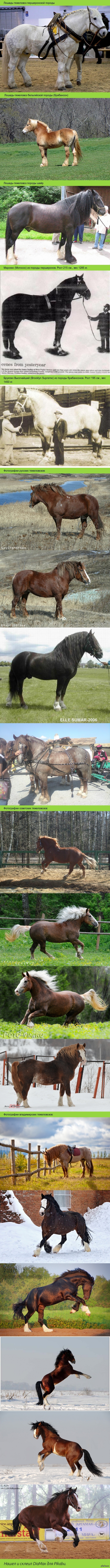 ������� � �������