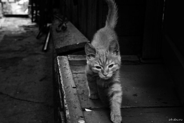 �������� � �������