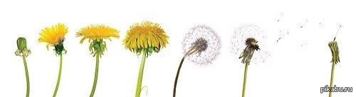 Briefly about our life. - Dandelion, A life