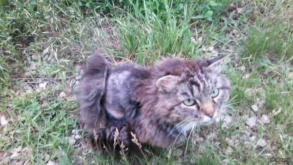 Наш кот линяет (НЕТ НЕ ЛИШАЙ)