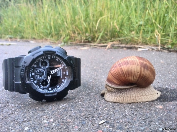 Baby - My, Snail, Forest, Walk, Nature, Casio