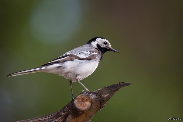 White wagtail - My, Photo hunting, The photo, Birds, Wagtail