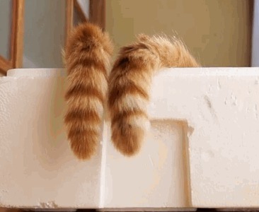 -  ? - ,   