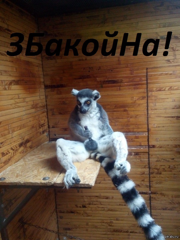 Chet yes.. - NSFW, Lemur, Uzbagoysya, Images