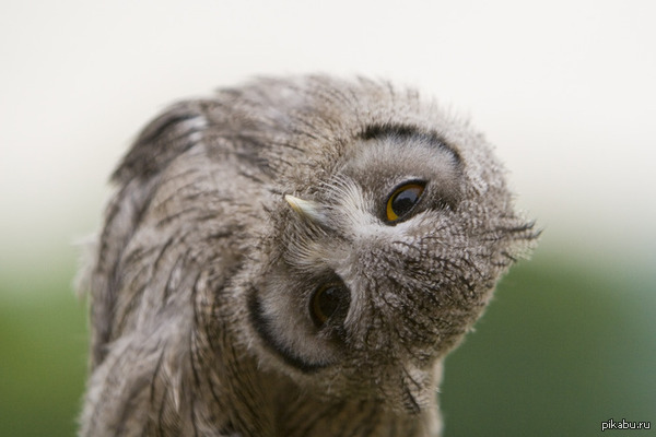 Дискриминация сов