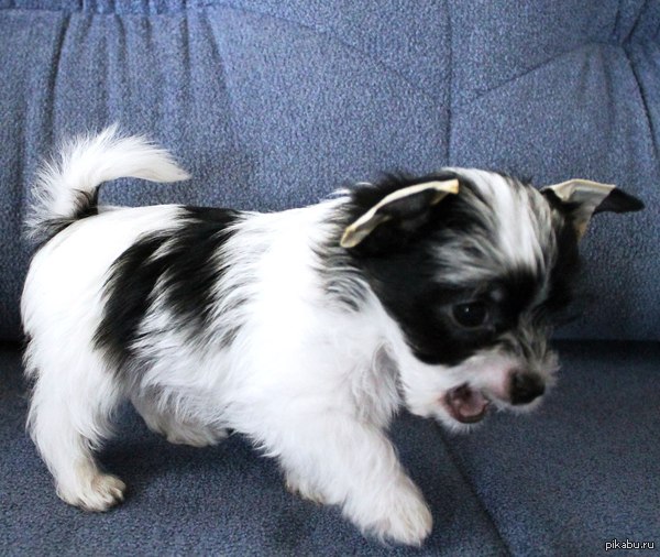 У меня появился друг. Тедди.