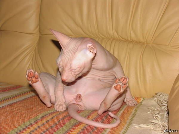 ����� ��� ����