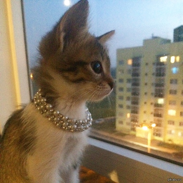 Ловите модную кису