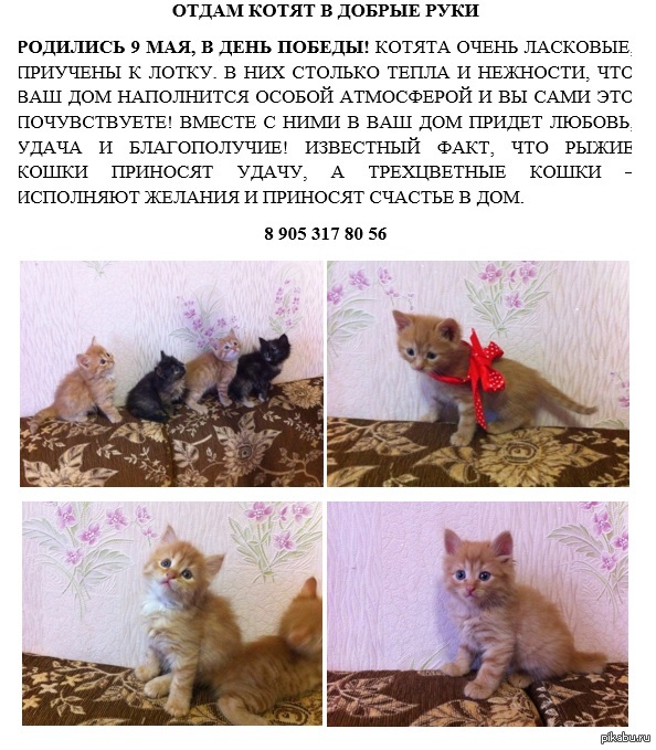 Отдам котенка в добрые руки