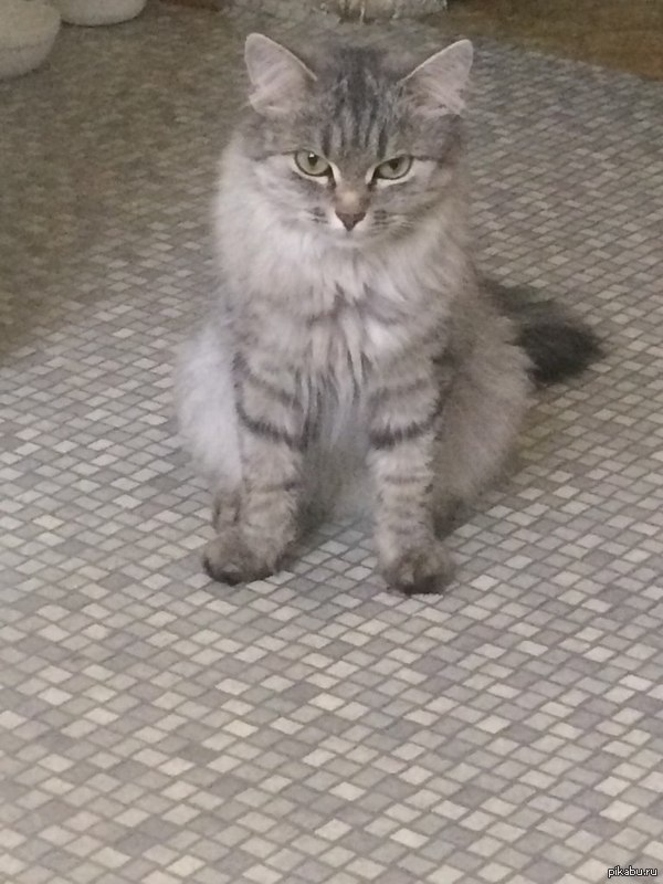 Когда твоё настроение совпадает с настроением твоей кошки...