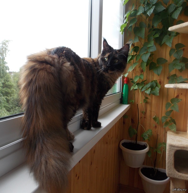 �������� �����