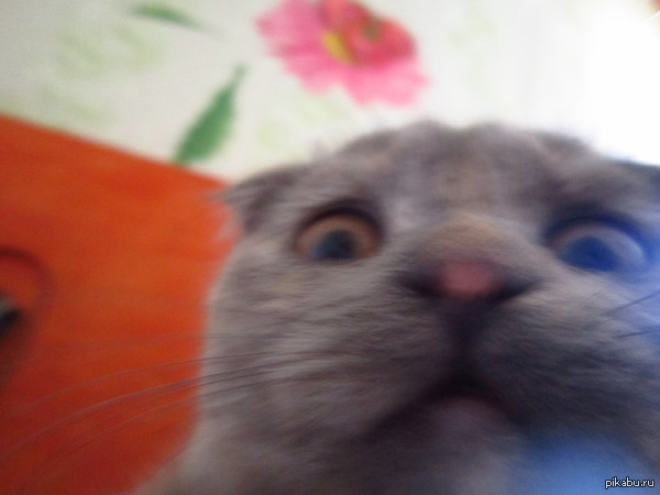 ����� ��������� ���������������� ���� �����