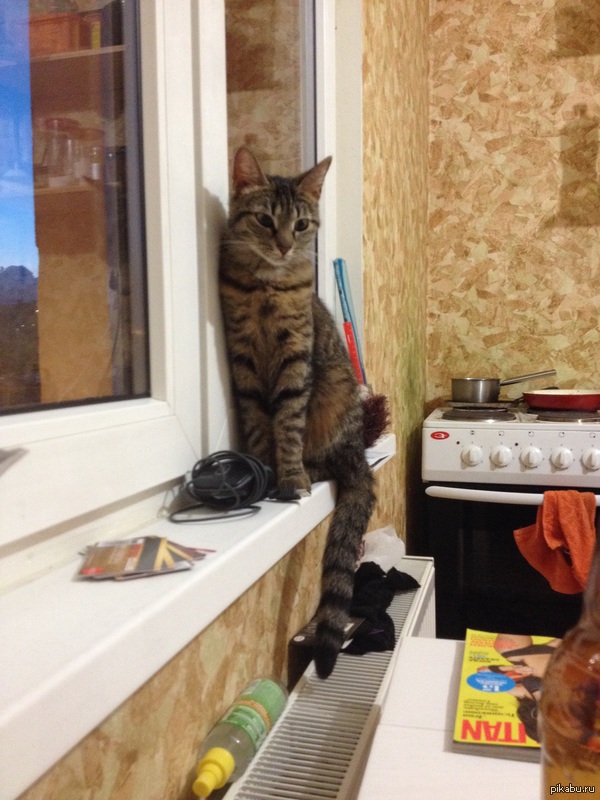 А к нам позавчера пришла киска