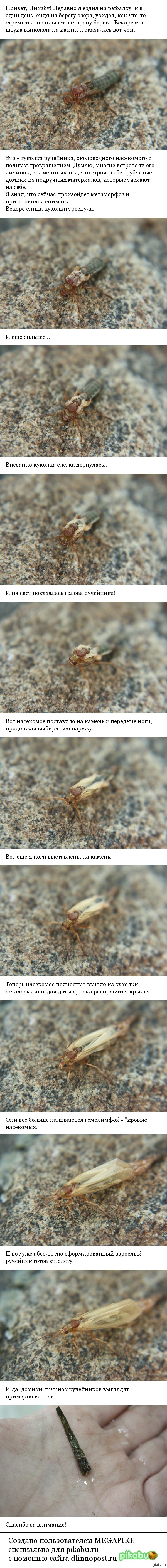 Метаморфоз - волшебное превращение.