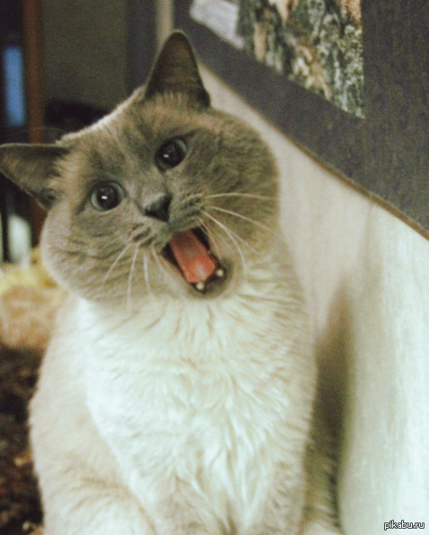 Семён Семёныч