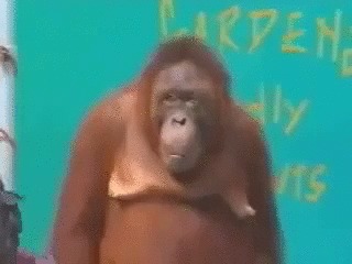 Orangutan Magic Show 