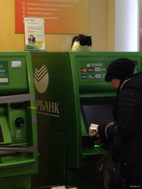 Котик для привлечения внимания (а вообще было дело в Пскове этой зимой)