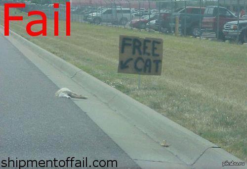 Free cat FREE!!!