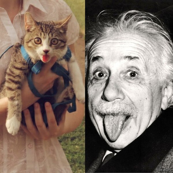 Reincarnation - cat, Albert Einstein