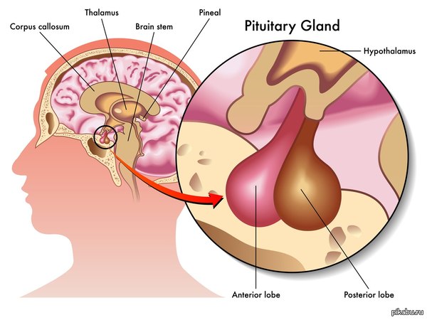 Орган мысли.