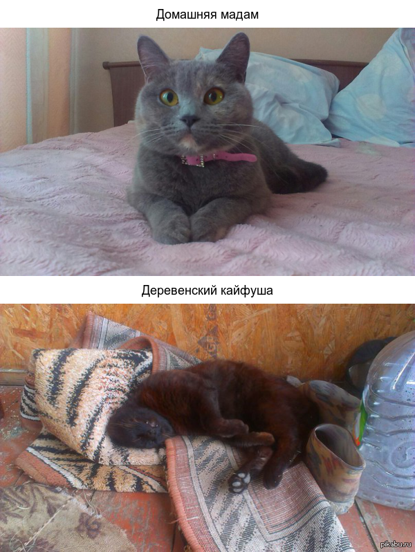 Вот и я решил поделиться своими котиками