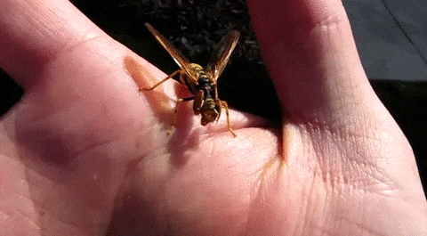 Wasp cheated with praying mantis - Wasp, Mantis, Mantispid, Insects, GIF