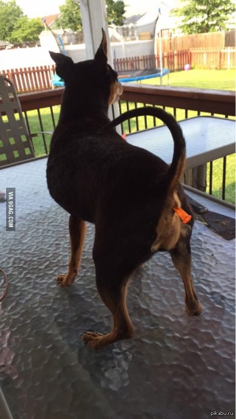 Очень реалистичный шарик - собака