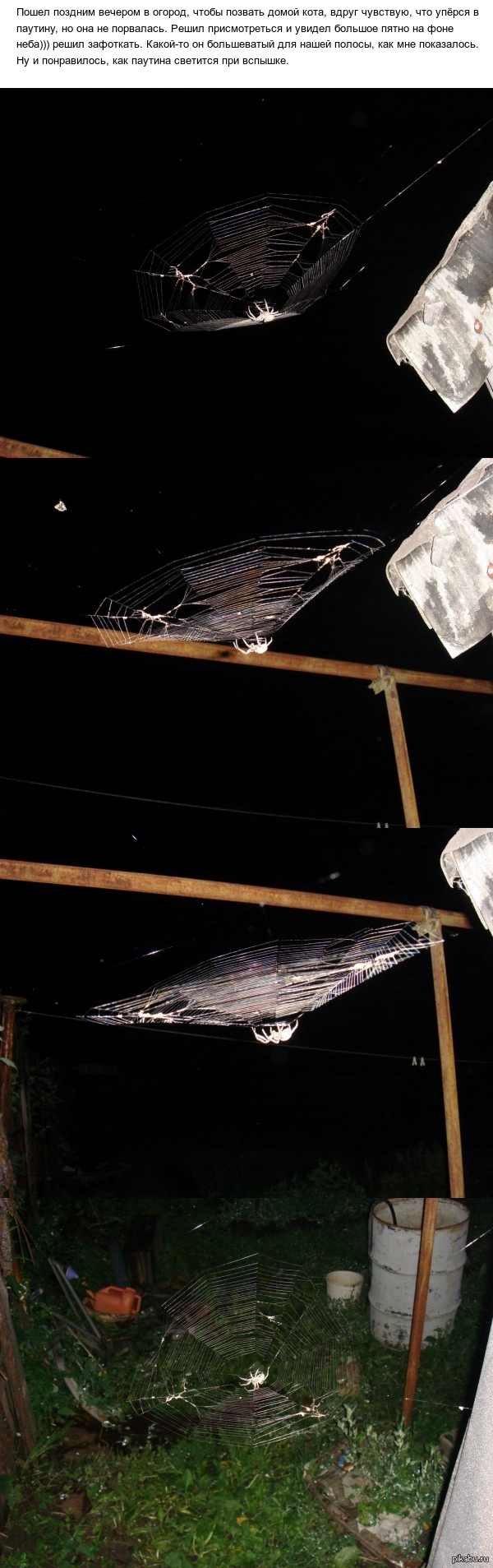 Паук в ночи