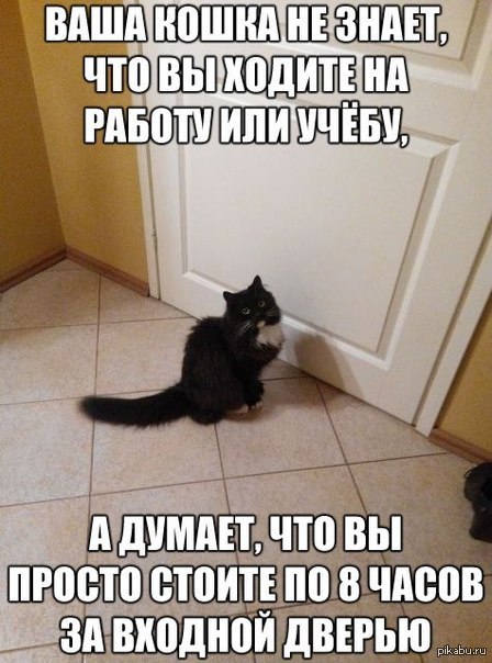 Думать ни стоит. У котов нет воображения. Кошки думают что люди стоят за дверью. Кот и хозяин. Стоит за дверью кот думает.